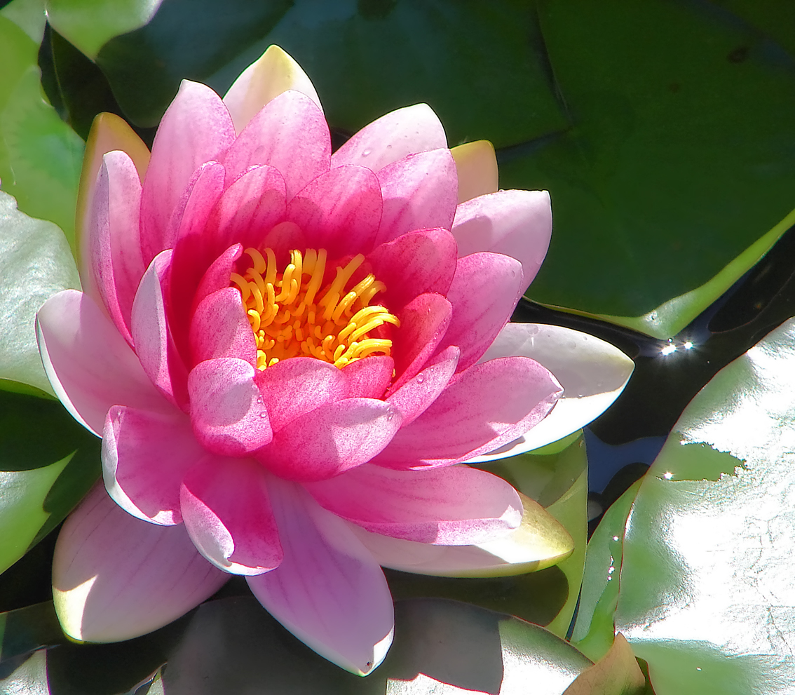 Water lilies – Free wallpapers